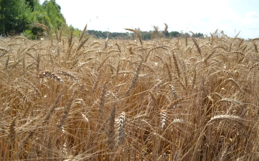 Около 2 млн тонн зерна собрали нижегородские аграрии в 2025 году